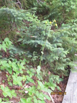 Image of rough hawkweed