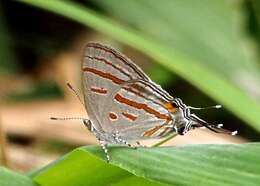 Слика од Hypolycaena pachalica Butler 1888