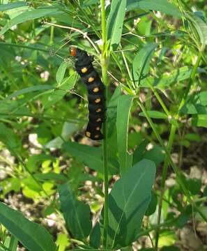 Image of <i>Alypiodes geronimo</i>