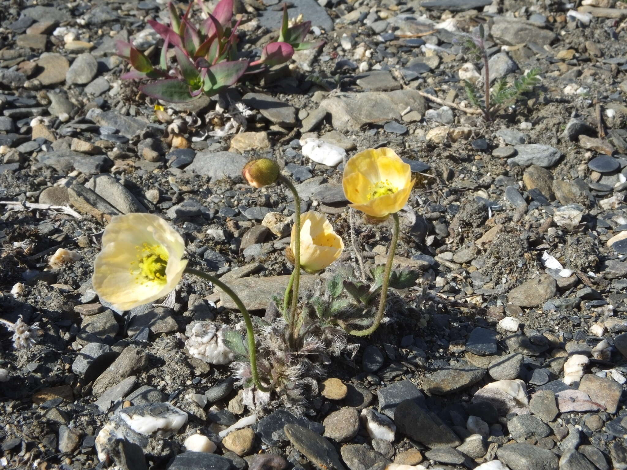 Image of Papaver calcareum V. V. Petrovskii