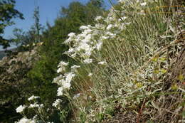 Imagem de Cerastium biebersteinii DC.