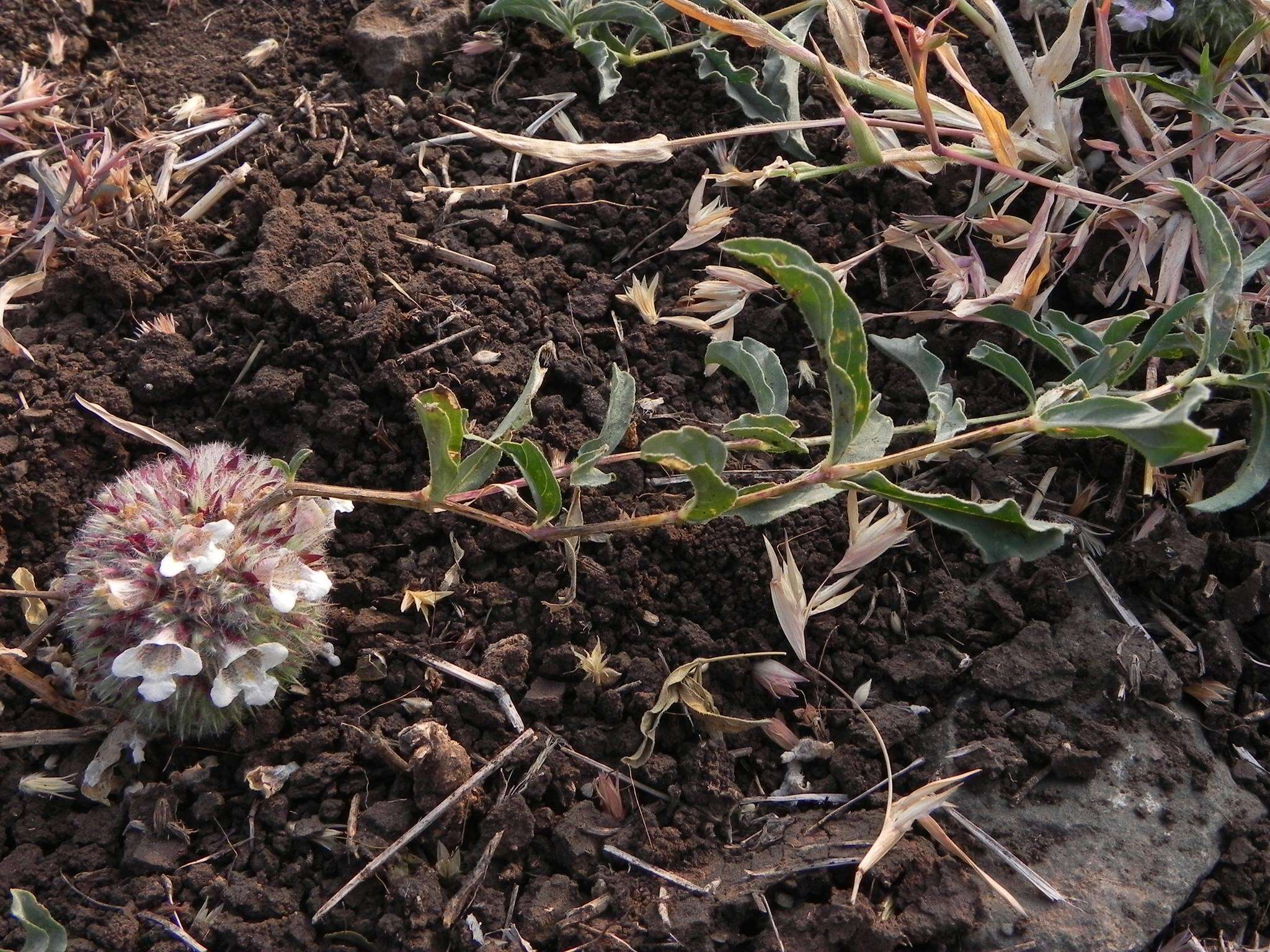 Image of Lepidagathis cristata Willd.