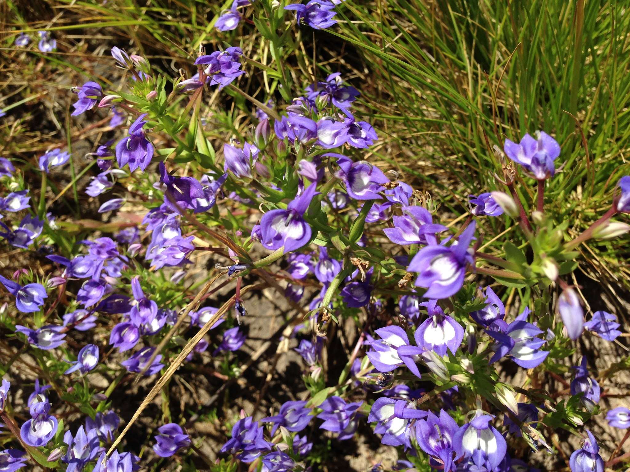 Image of elegant calicoflower