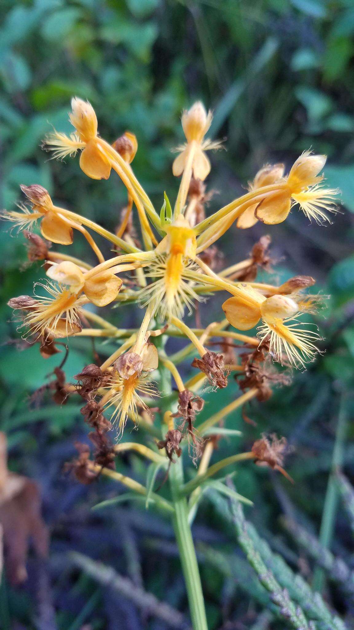 Image of Yellow fringed orchid