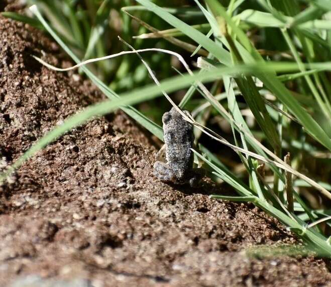 Image of Cuban toad