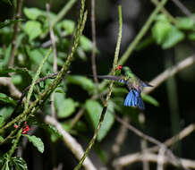 Image of Blue-vented Hummingbird