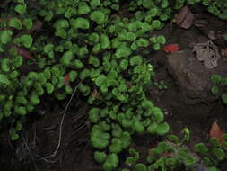 Image of Adiantum chilense var. sulphureum (Kaulf.) Giudice