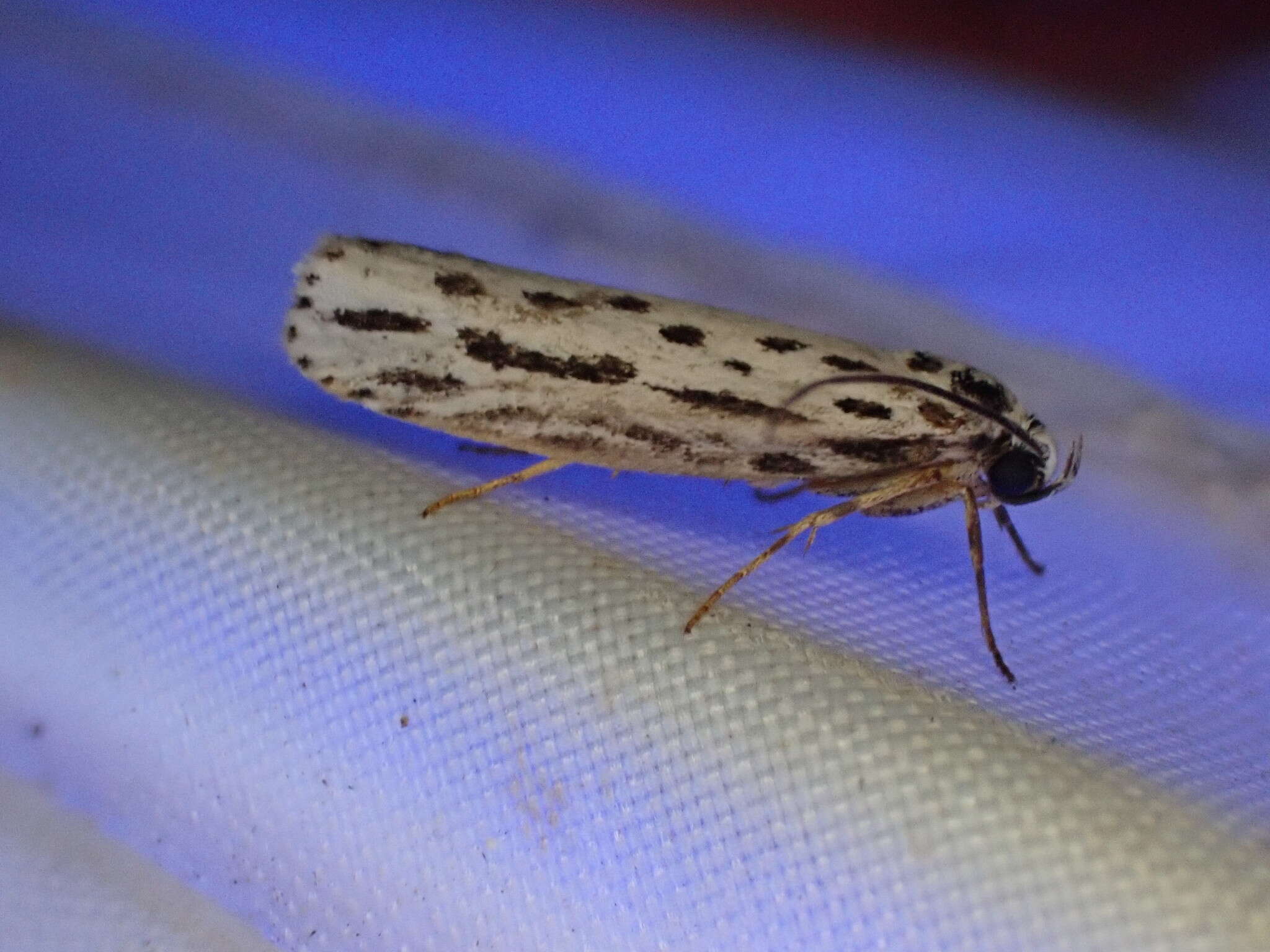 Image of Zeller's Ethmia Moth