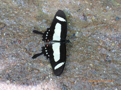 Sivun Papilio torquatus Cramer (1777) kuva