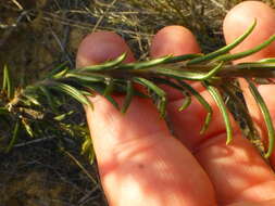 Image of Phylica plumosa var. plumosa