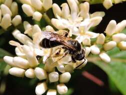 Image of Fragile Dogwood Andrena