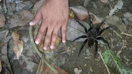 Image of Columbian lesserblack tarantula