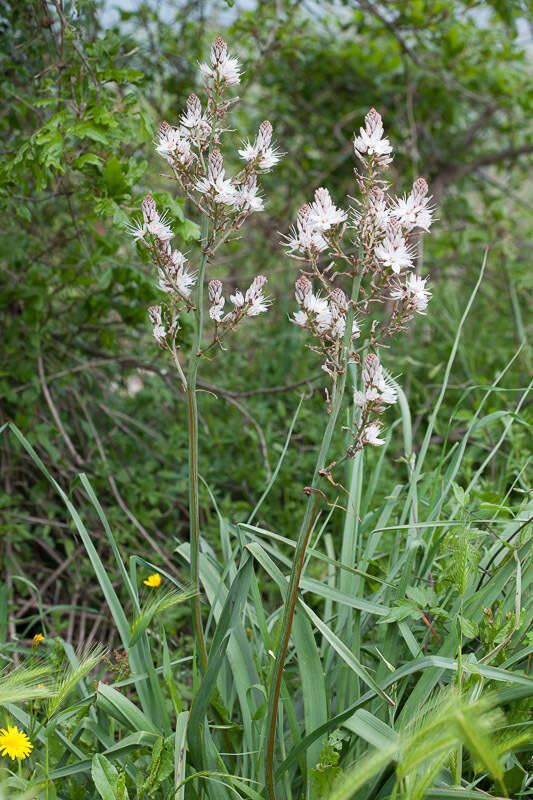 Image of Asphodelus ramosus L.