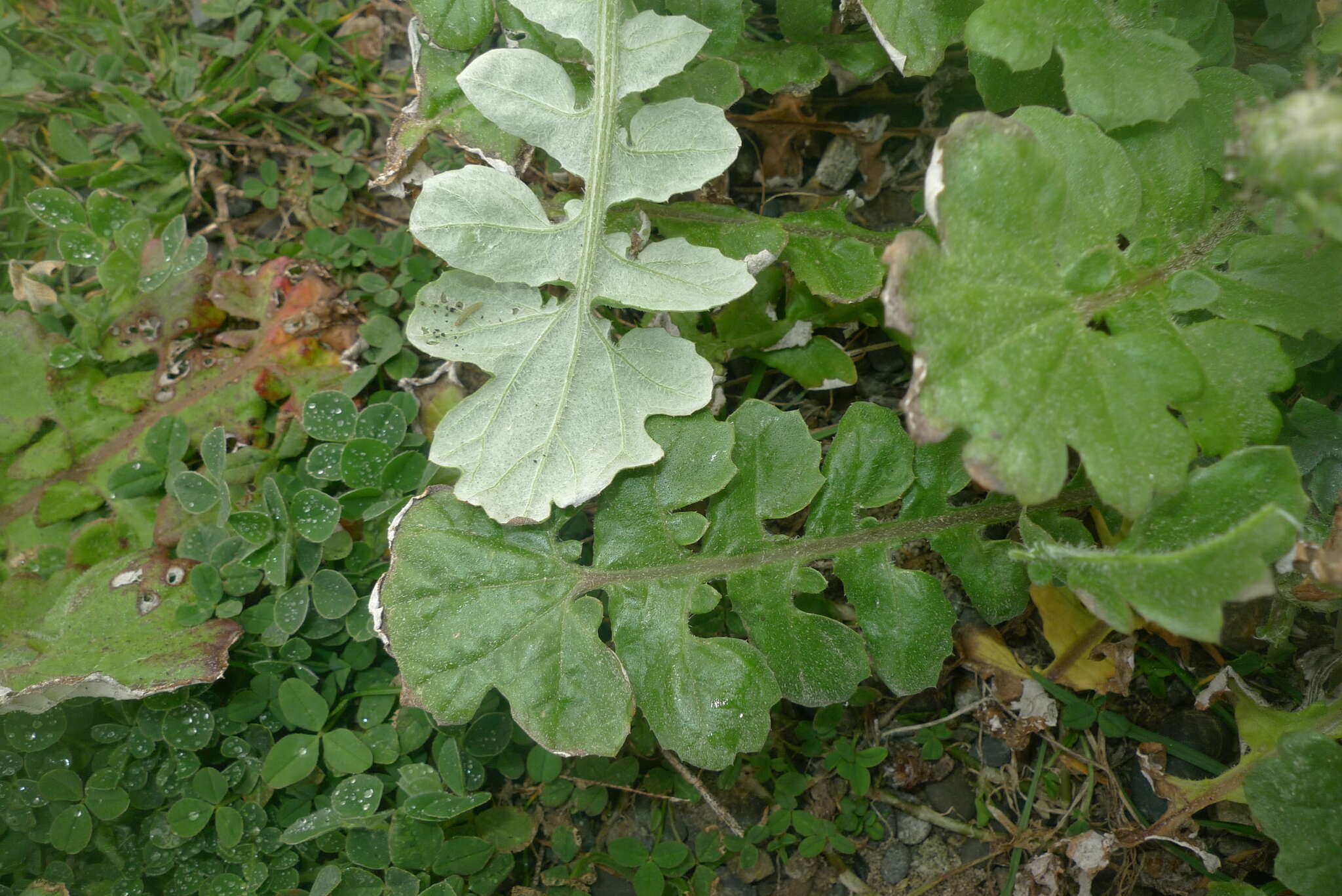 Image of Capeweed