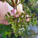 Image of Cyanothamnus anemonifolius subsp. variabilis