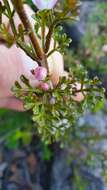 Image de Cyanothamnus anemonifolius subsp. variabilis