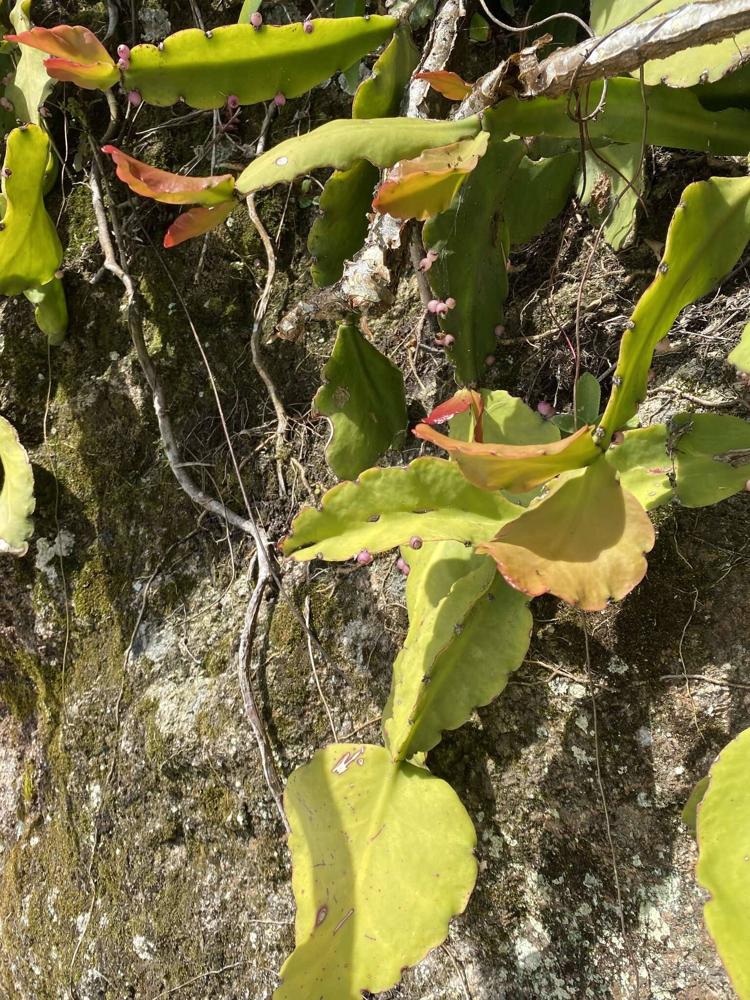 Imagem de Rhipsalis pachyptera Pfeiff.