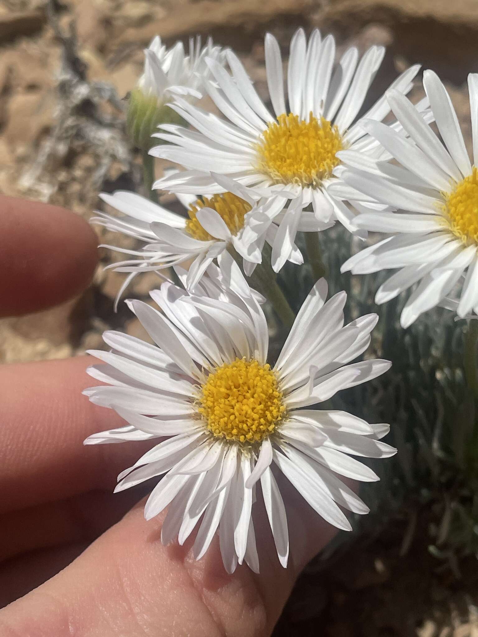 Слика од Erigeron compactus Blake