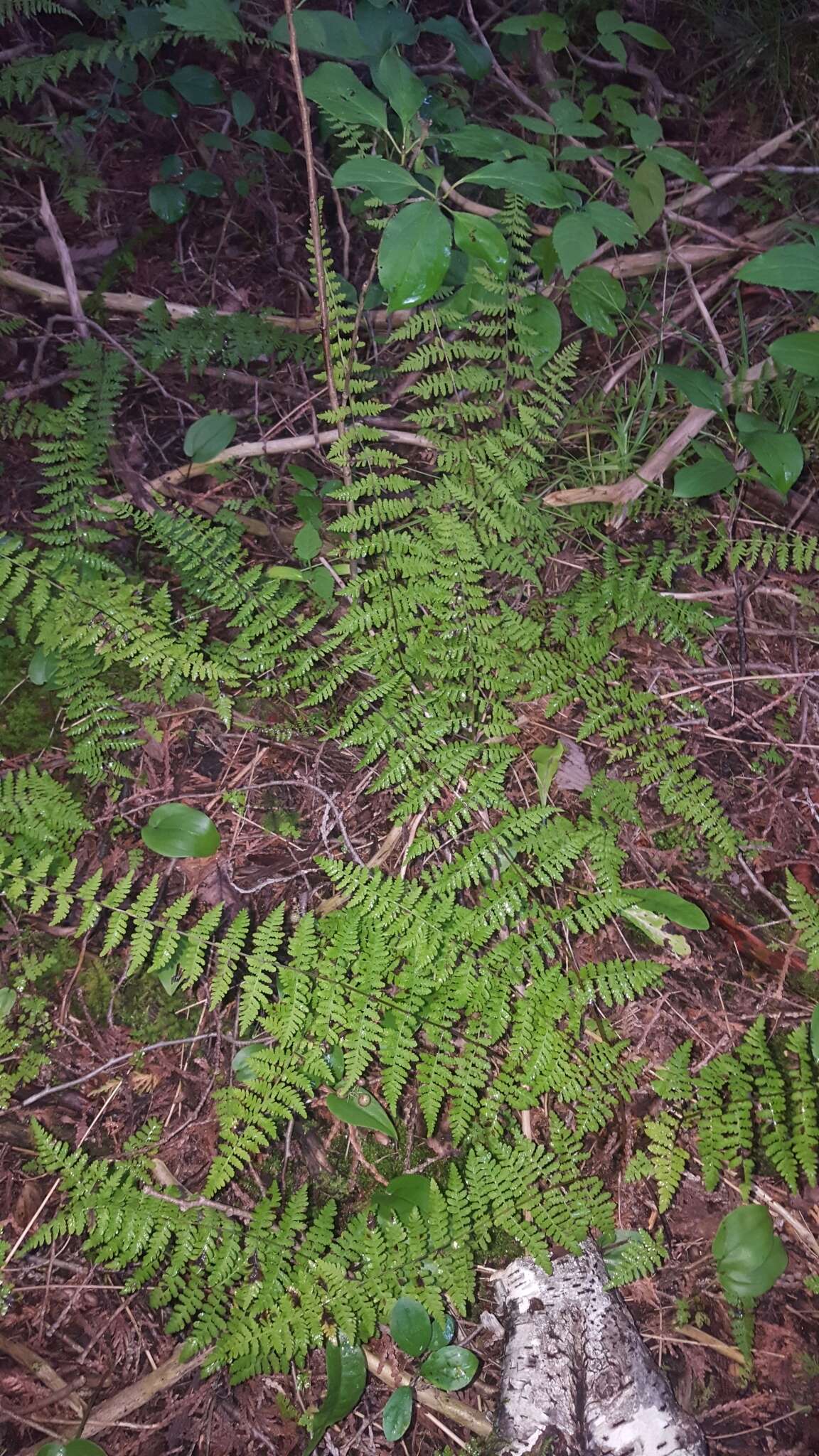 Imagem de Cystopteris bulbifera (L.) Bernh.