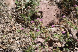 Image of pineywoods geranium