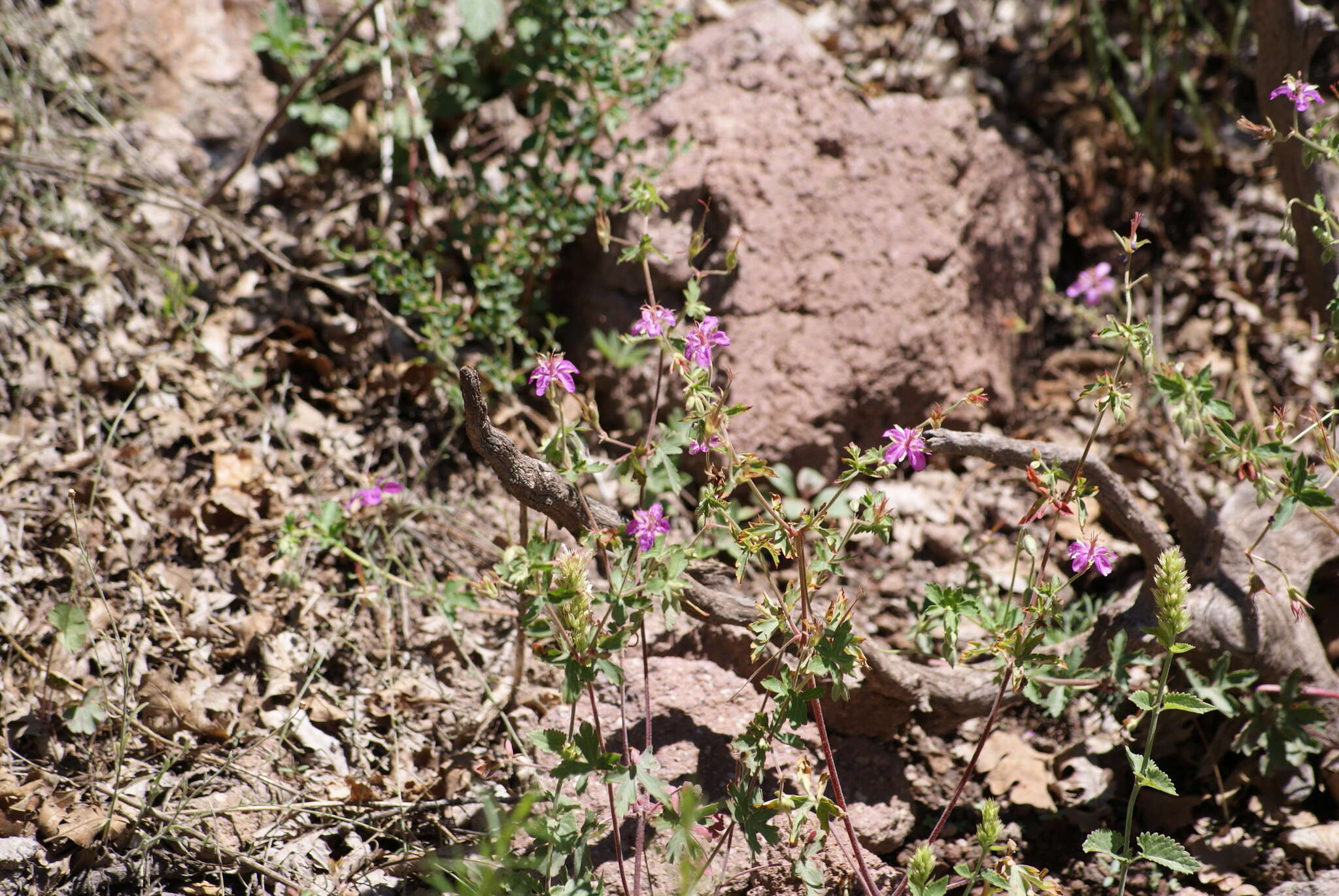 Image of pineywoods geranium