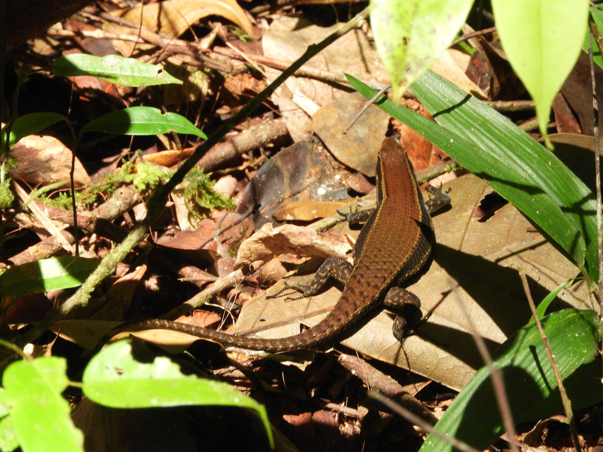 Image of Eutropis greeri Batuwita 2016