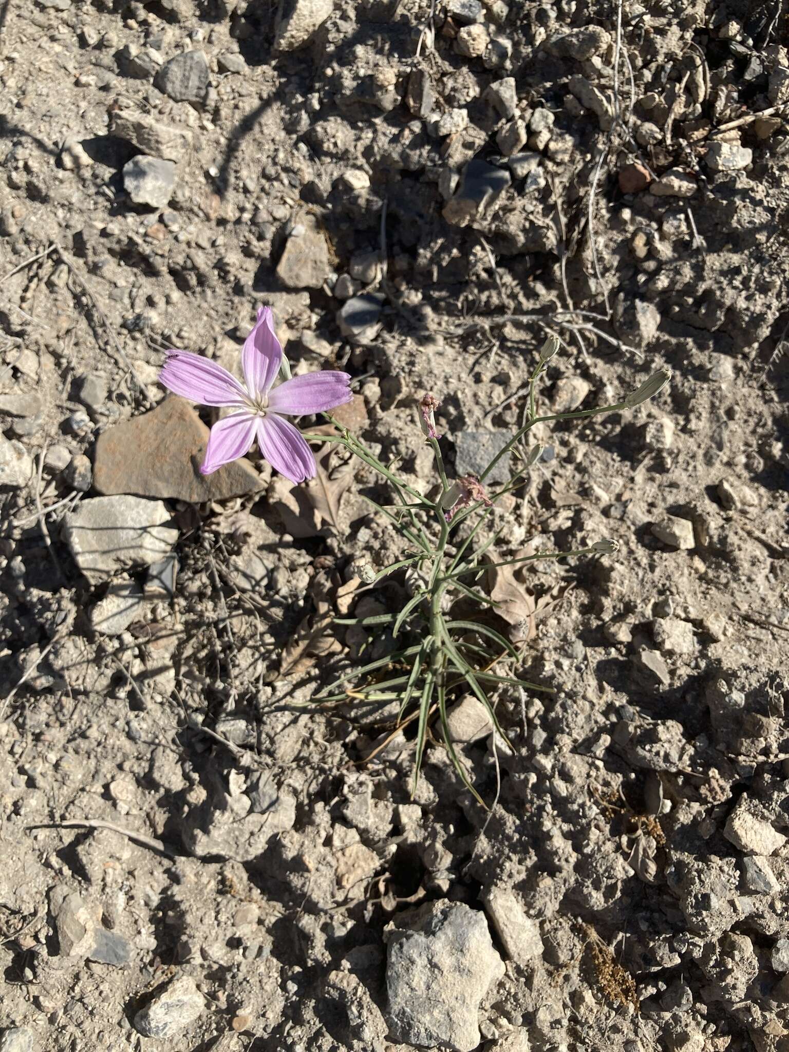 Image of Antelope Island skeletonplant