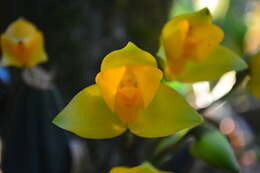 Image of Lycaste crinita Lindl.