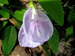 Clitoria mariana var. mariana resmi