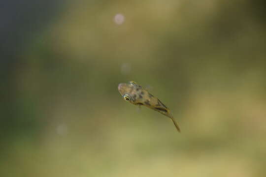 Image of Dwarf Indian Puffer