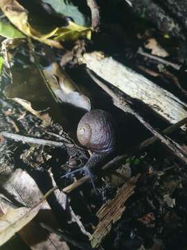 Image of Rhytida stephenensis Powell 1930