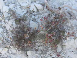 Image of Asperula tephrocarpa Czern. ex Popov & Chrshan.