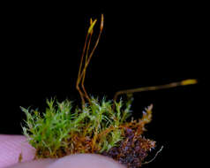 Image of tetraphis moss