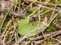 Image of Tiny helmet orchid