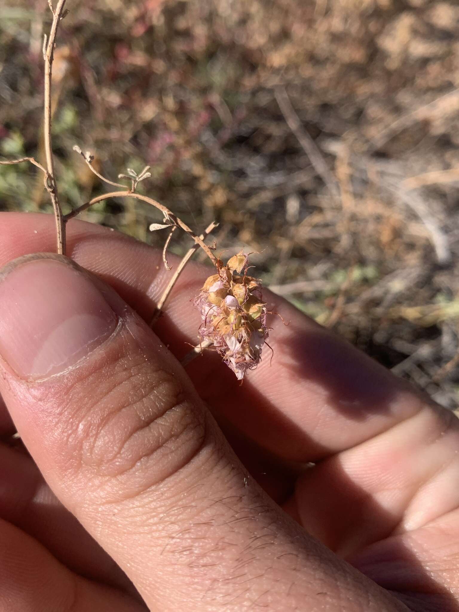 Image of Albuquerque prairie clover