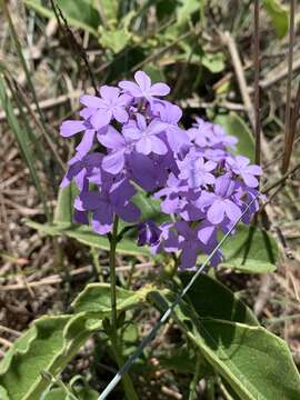 Image of <i>Buchnera longespicata</i>