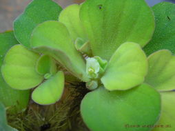 Image of water lettuce