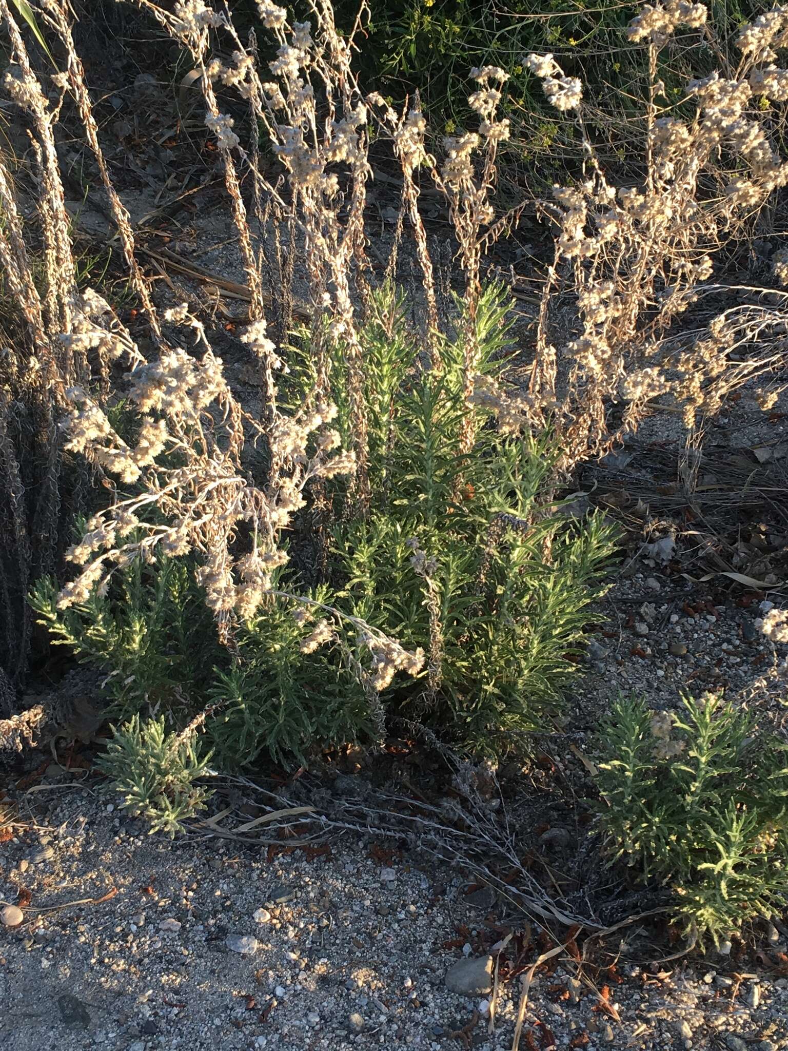 Слика од Pseudognaphalium leucocephalum (A. Gray) A. A. Anderberg