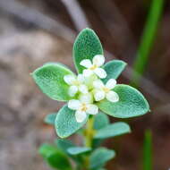 Image of Pimelea glauca R. Br.