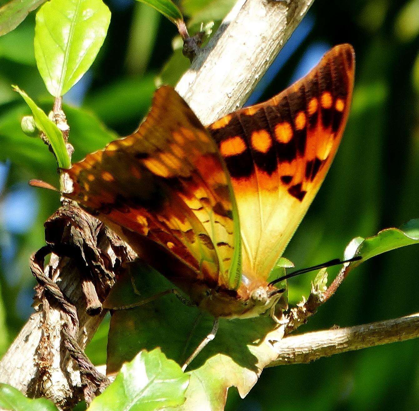 Image of Green-veined Charaxes