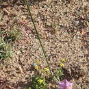 Image of Moraea bipartita L. Bolus