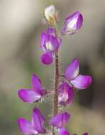 Plancia ëd Lupinus hirsutissimus Benth.