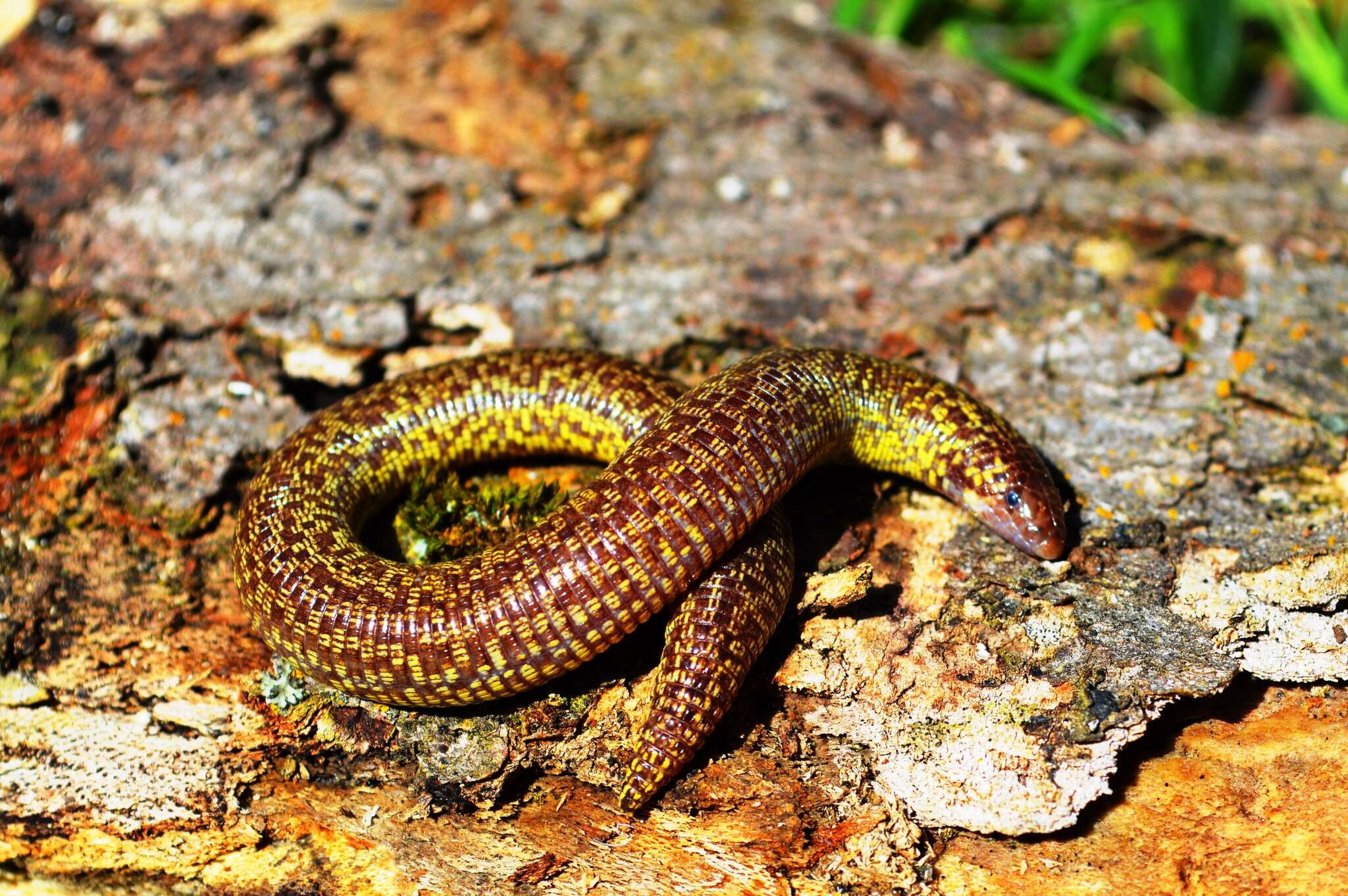 Image of shorthead worm lizards