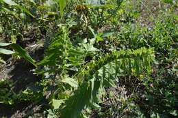 Image of black henbane