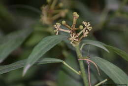 Hedera nepalensis K. Koch resmi