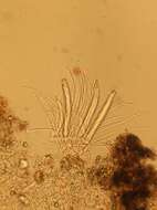 Imagem de Pezoloma ciliifera (P. Karst.) Korf 1971