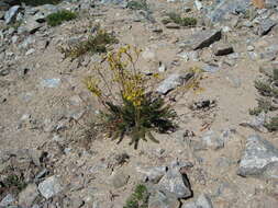 Image of Tweedy's ivesia