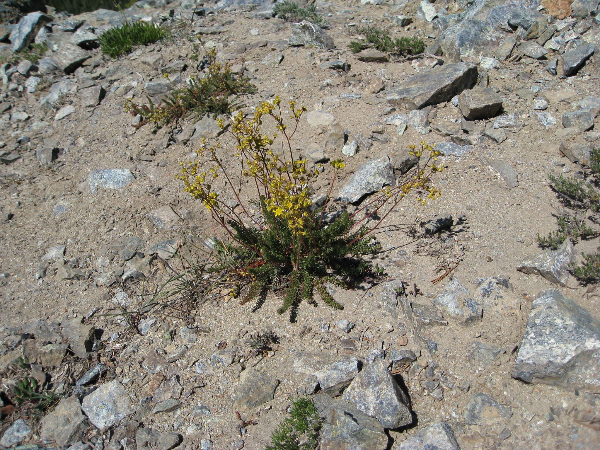 Image of Tweedy's ivesia