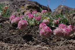 Image of Steens Mountain cushion buckwheat