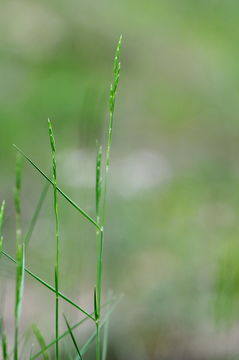 Image of Mediterranean False-brome